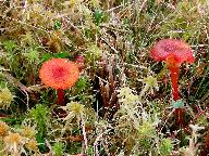 Hygrocybe coccineocrenata