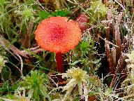 Hygrocybe coccineocrenata 