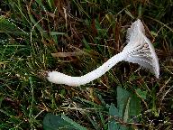 Cuphophyllus radiatus 