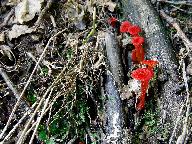 Hygrocybe miniata 