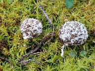 Gastrosporium simplex 