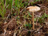 Agrocybe elatella 