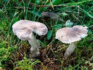 Dermoloma cuneifolium 