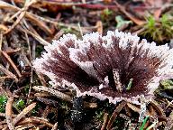Thelephora caryophyllea