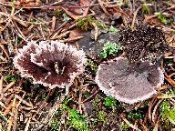 Thelephora caryophyllea