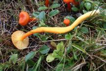 foto Radim Dvořák foto Radim Dvořák