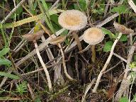 Agrocybe elatella 