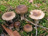 Russula amoenolens