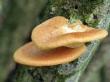 Polyporus alveolaris