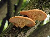 Polyporus alveolaris 