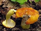 Russula aurea 