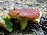 Russula aurea