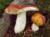 Russula aurea 