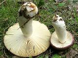 Russula amethystina