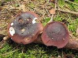 Russula amethystina 