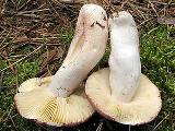 Russula amethystina 