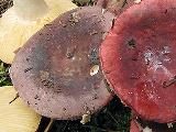 Russula amethystina 