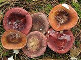 Russula amethystina 