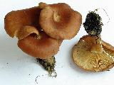 Clitocybe vermicularis