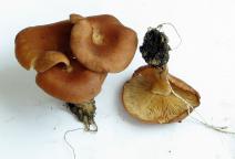Učitelka -2012-05-06-HK