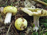 Russula violeipes 