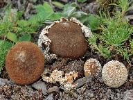 Lycoperdon marginatum