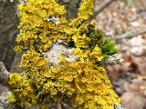 Xanthoria parietina 