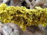 Xanthoria parietina 