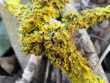 Xanthoria parietina 