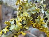 Xanthoria parietina 