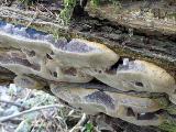 Phellinus igniarius