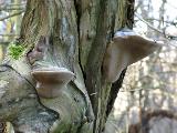 Phellinus igniarius 