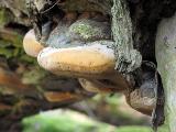 Phellinus igniarius 