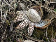 12.04.2008, okolí Roztok 12.04.2008, okolí Roztok