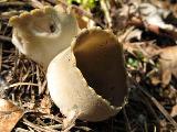 Helvella leucomelaena 