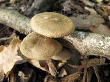 Polyporus arcularius 