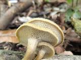 Polyporus arcularius