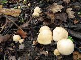 Calocybe gambosa