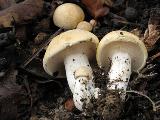 Calocybe gambosa