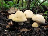 Calocybe gambosa