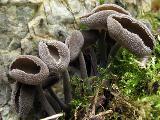 Helvella macropus 