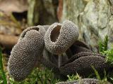 Helvella macropus 