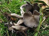 Helvella macropus