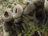 Helvella macropus