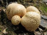 Scleroderma citrinum