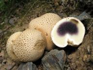 foto Karel Tejkal foto Karel Tejkal