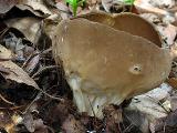 Helvella acetabulum