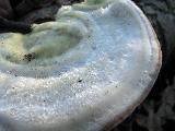 Trametes hirsuta 