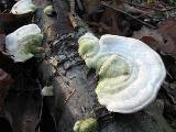 Trametes hirsuta 