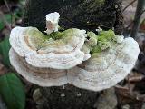 Trametes hirsuta